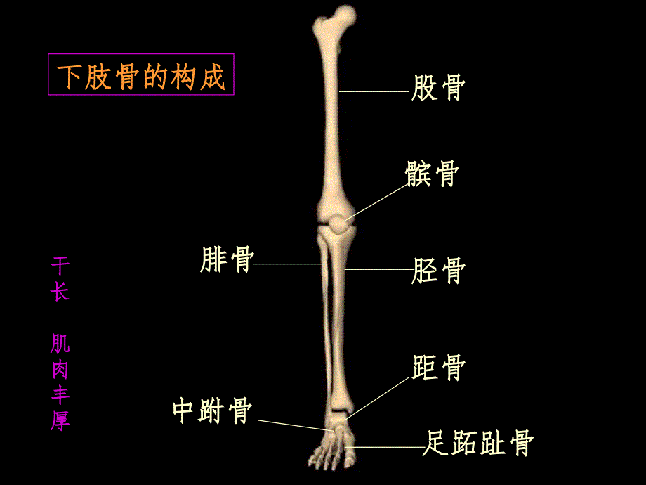 髌骨骨折PPT精品文档_第2页