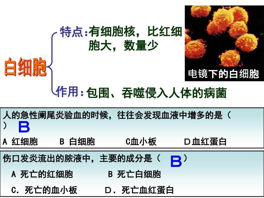 血液循环复习_第5页