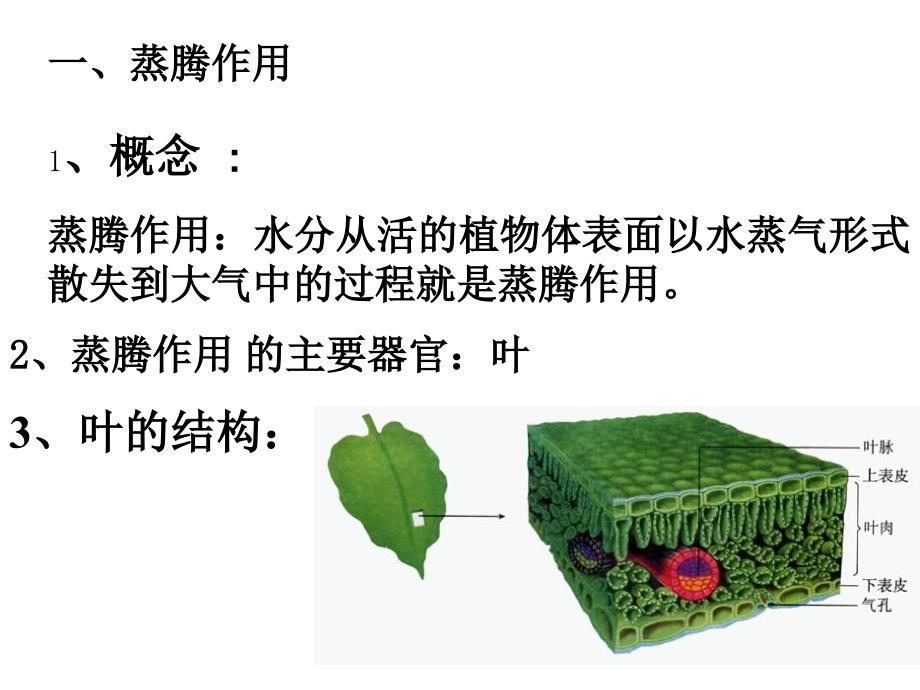 复件光合作用和呼吸作用、蒸腾作用复习课件_第2页