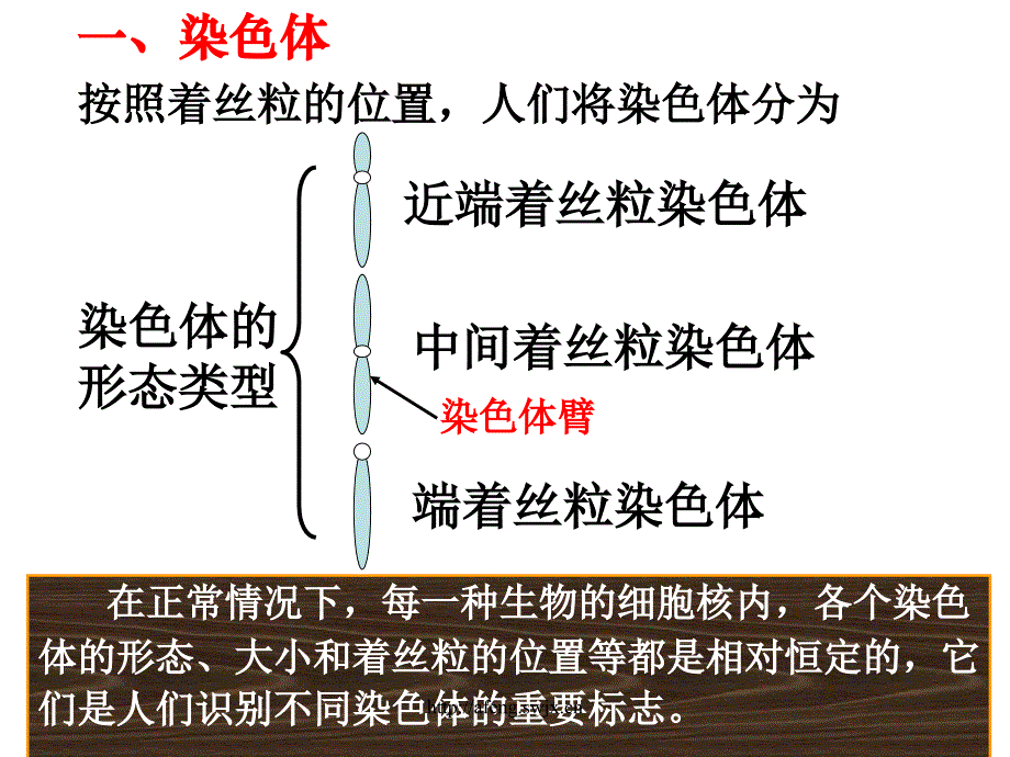 第二章第一节减数分裂中的染色体行为_第3页