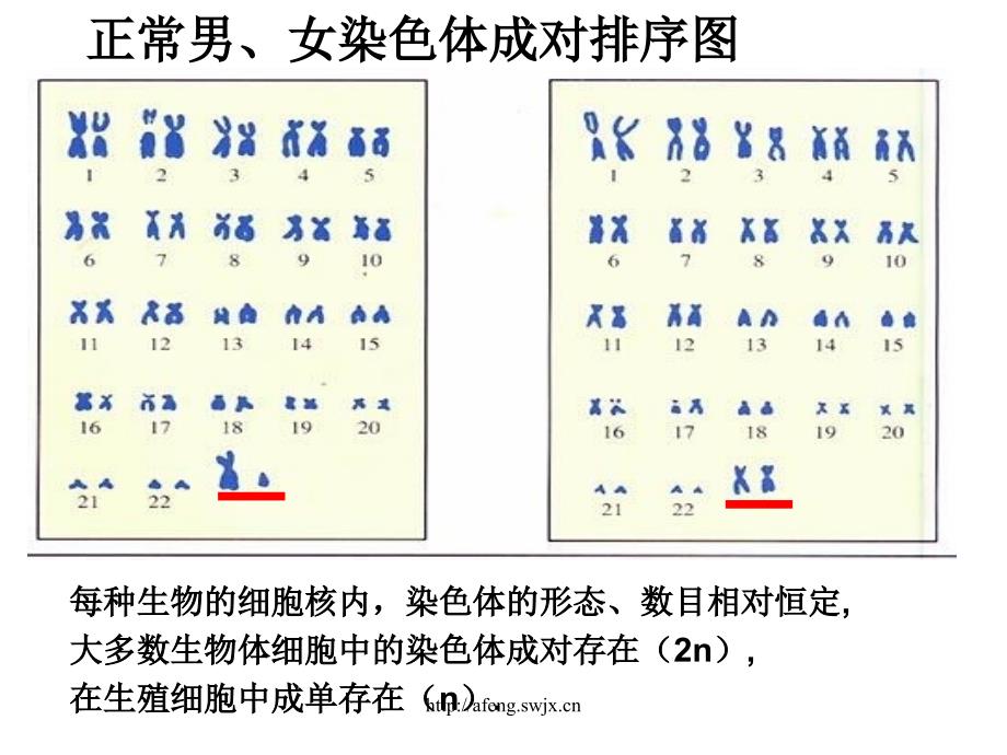 第二章第一节减数分裂中的染色体行为_第4页