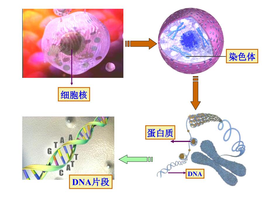 现代生物技术_第3页