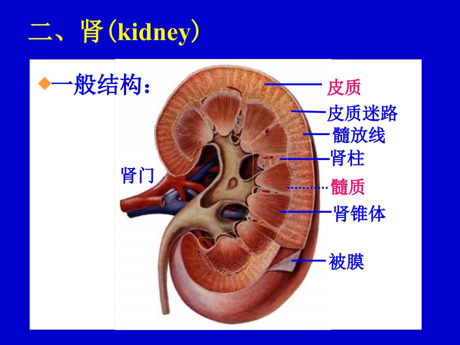 泌尿系统urinrysystem_第2页