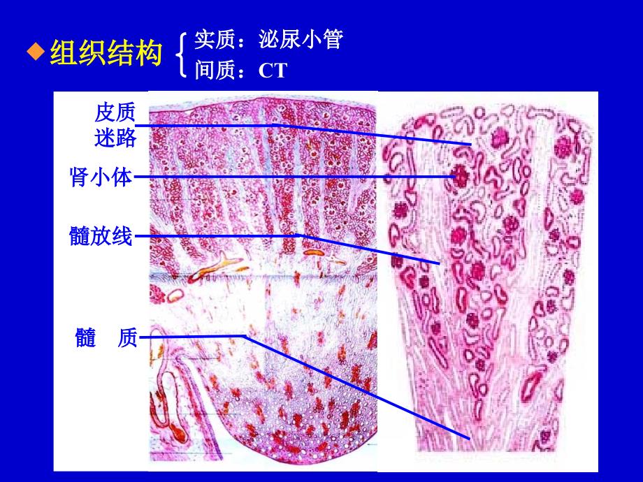 泌尿系统urinrysystem_第3页