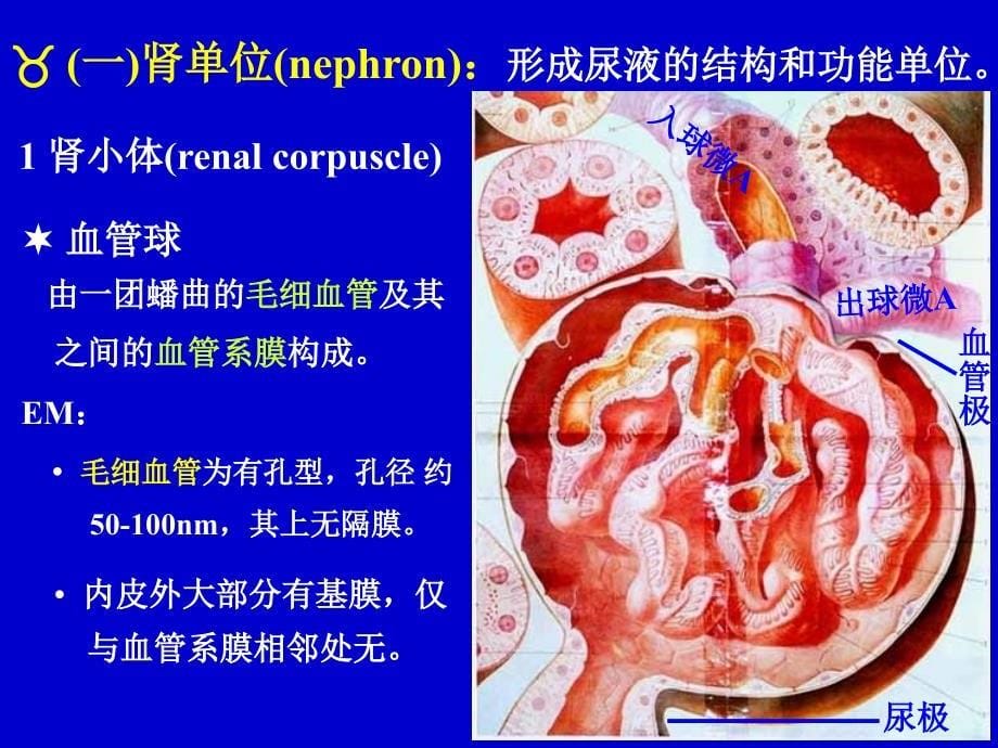 泌尿系统urinrysystem_第5页