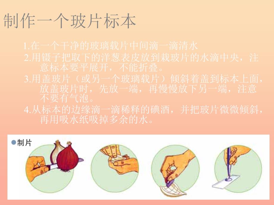 六年级科学下册第一单元微小世界5用显微镜观察身边的生命世界(一)课件5教科版_第4页