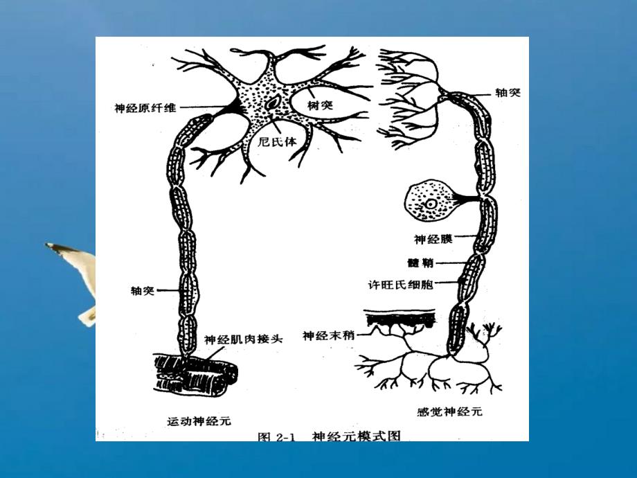 第二章心理的生理机制ppt课件_第4页