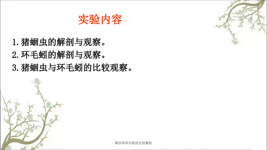 蛔虫和环毛蚯的比较解剖课件_第3页