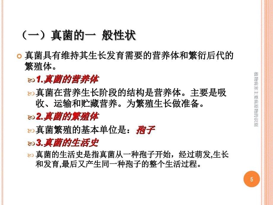 植物病害主要病原物的识别课件_第5页