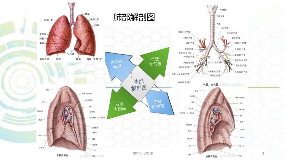 肺癌最新ppt课件_第4页