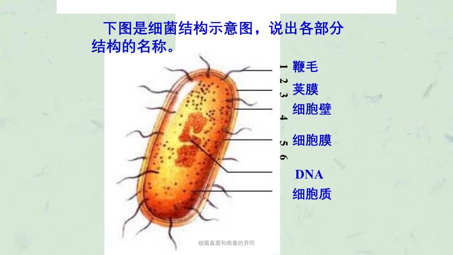 细菌真菌和病毒的异同课件_第4页