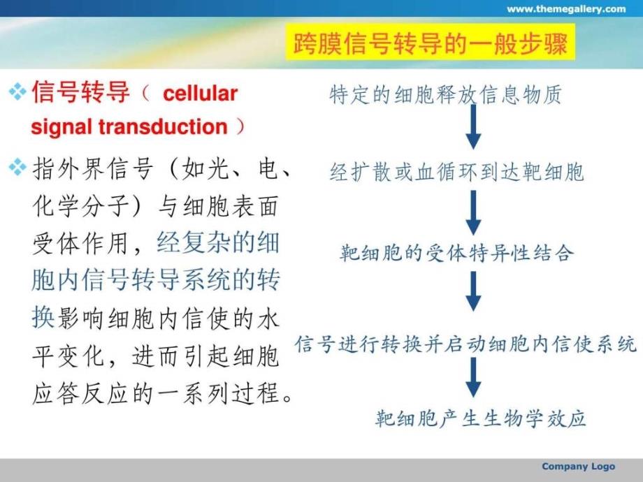 第十六章 细胞内信号传导通路ppt.ppt_第2页