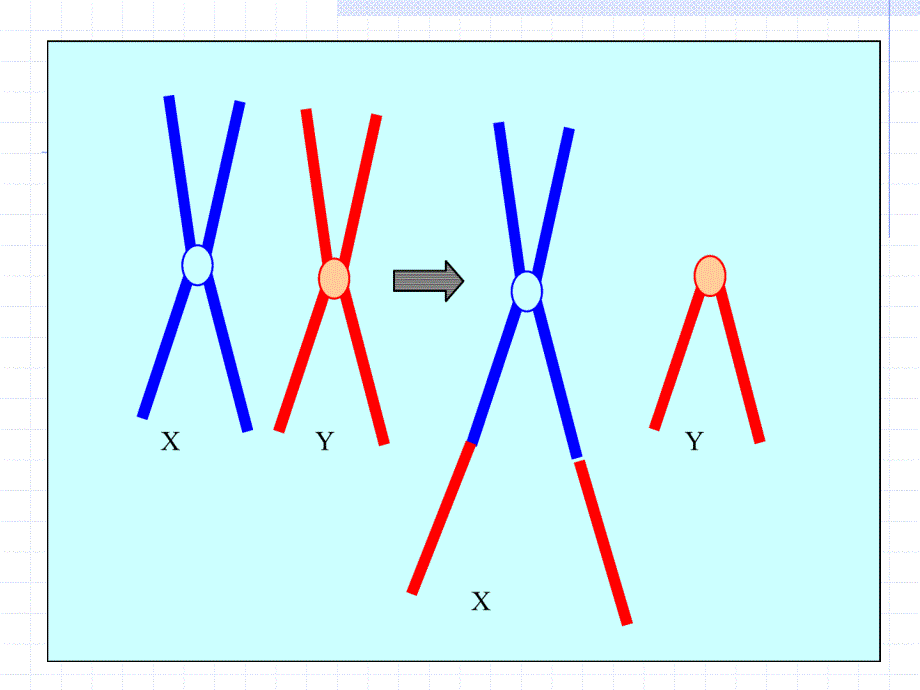 分子遗传学3性别决定与性相关遗传A课件_第2页