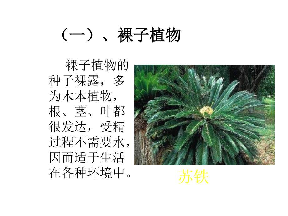 七年级生物种子植物3_第2页