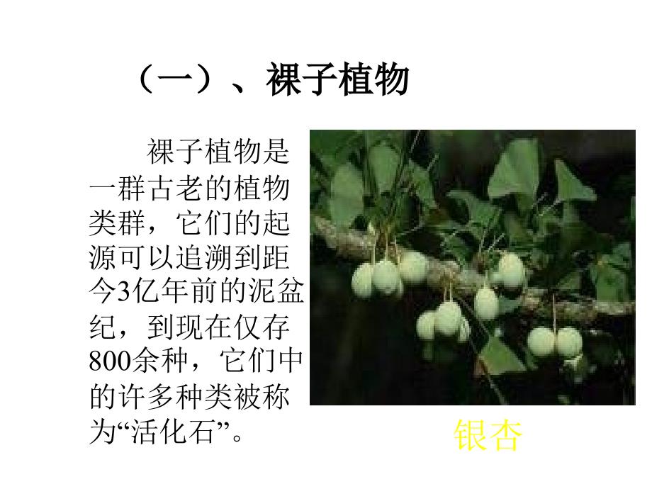 七年级生物种子植物3_第4页