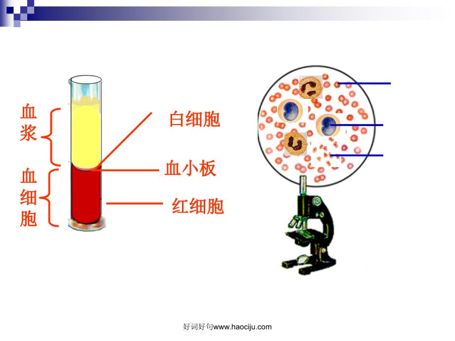 内环境与稳态_第3页