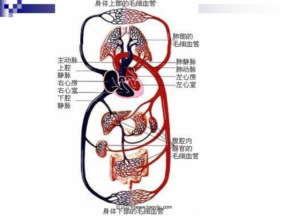 内环境与稳态_第5页