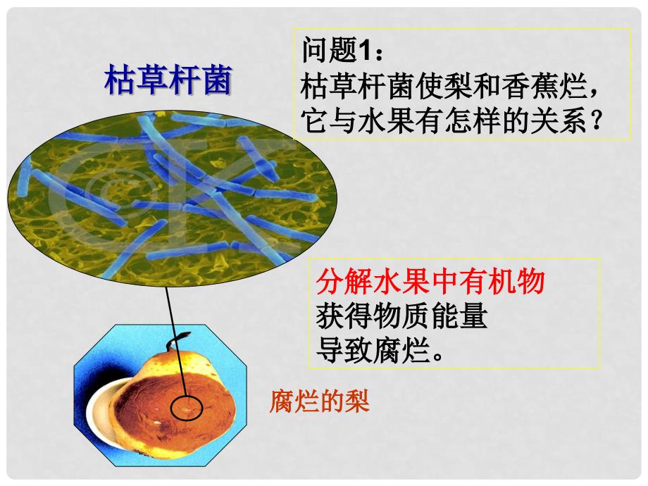 内蒙古八年级生物上册 5.4.4 细菌和真菌在自然界中的作用课件2 （新版）新人教版_第3页