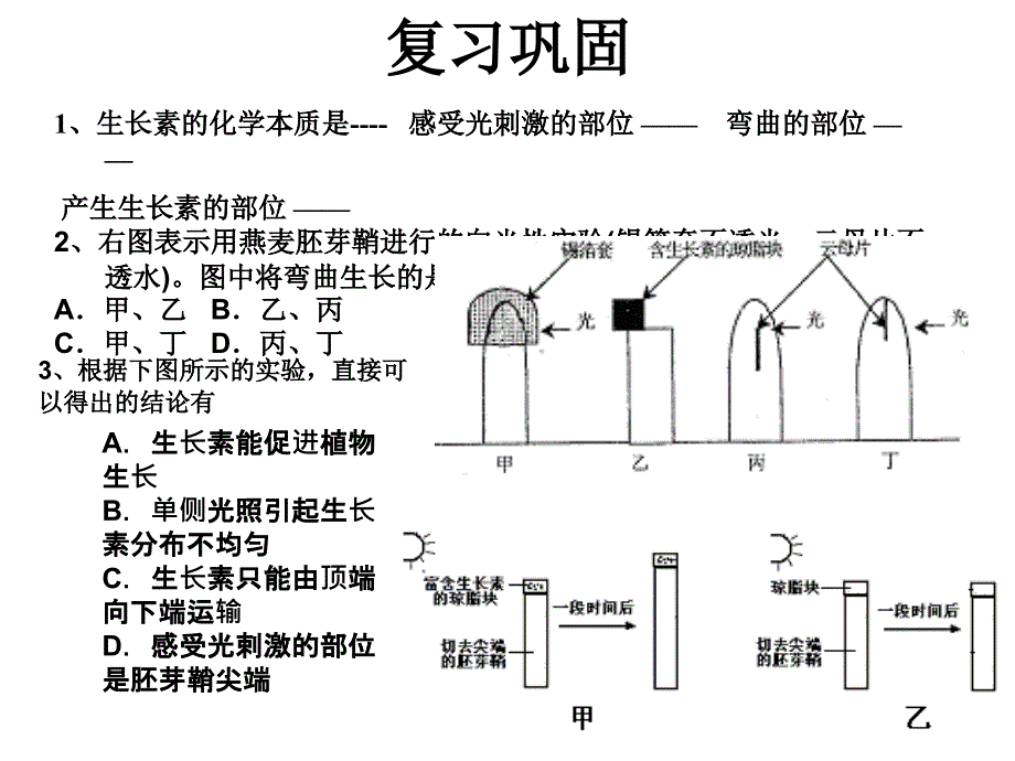 第二节生长素的作用修改_第1页