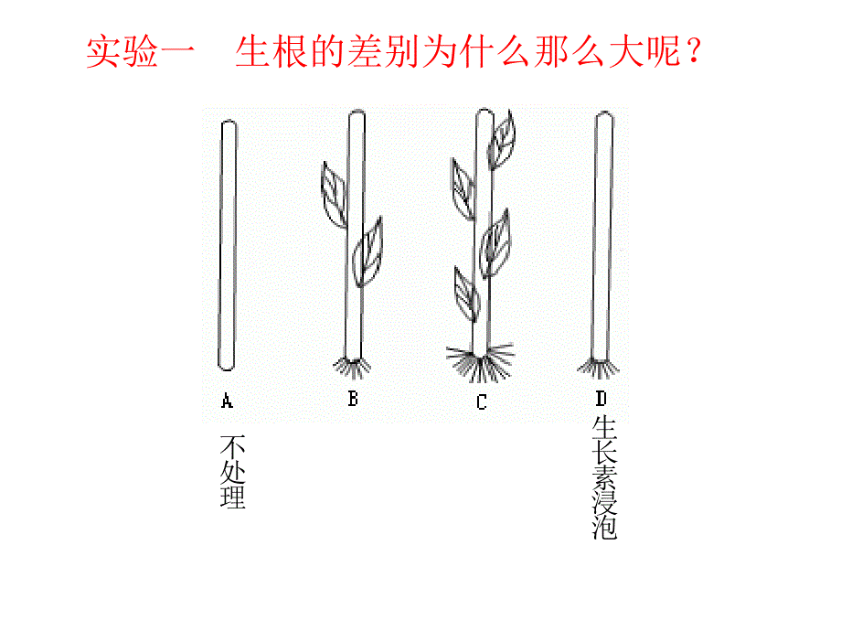 第二节生长素的作用修改_第3页