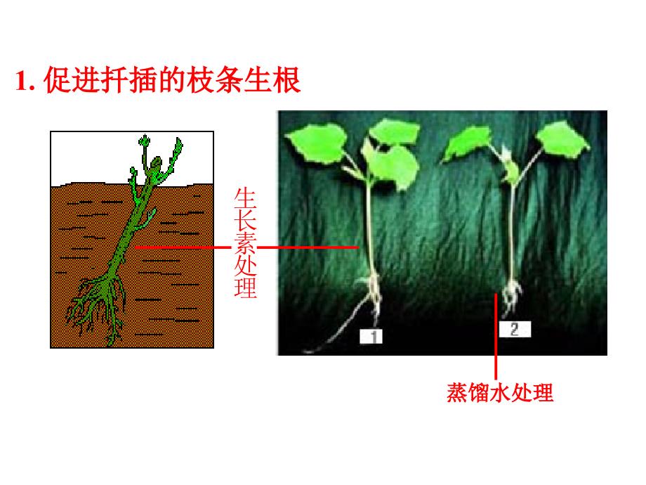 第二节生长素的作用修改_第4页