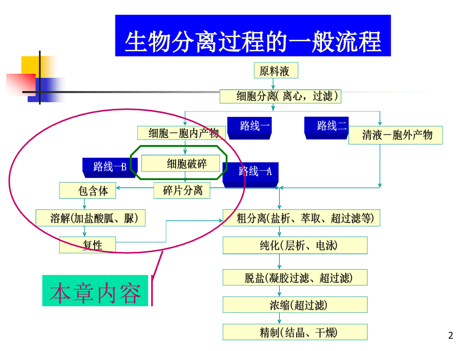 细胞分离与胞内产物的溶解生物分离工程_第2页