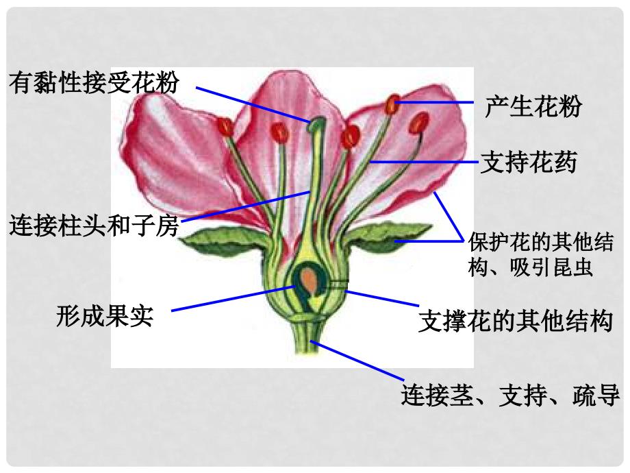 湖北省孝感市七年级生物上册 花的结构课件 北师大版_第4页