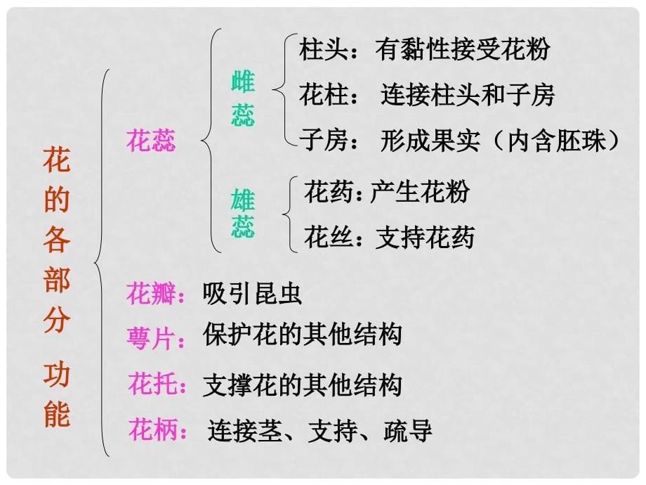 湖北省孝感市七年级生物上册 花的结构课件 北师大版_第5页