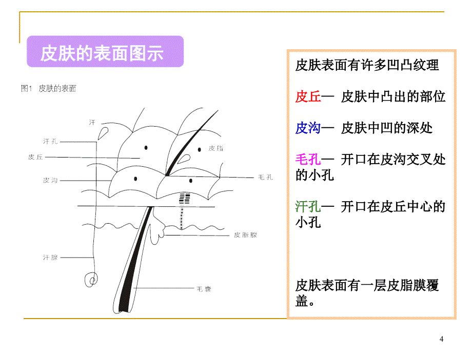 （优质课件）皮肤基础知识_第4页