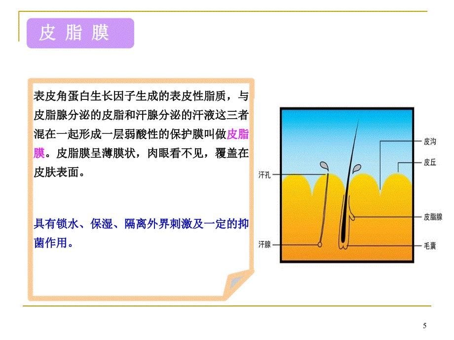 （优质课件）皮肤基础知识_第5页