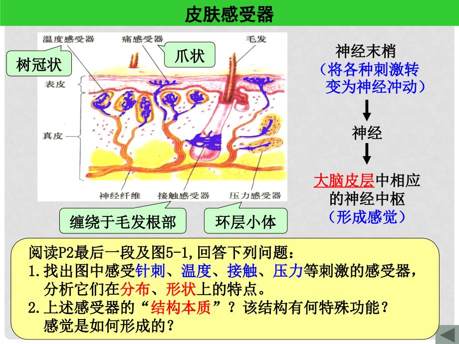 高中生物 第二册 第5章 生物体对信息的传递和调节 5.1 动物体对外界信息的获取课件4 沪科版_第4页