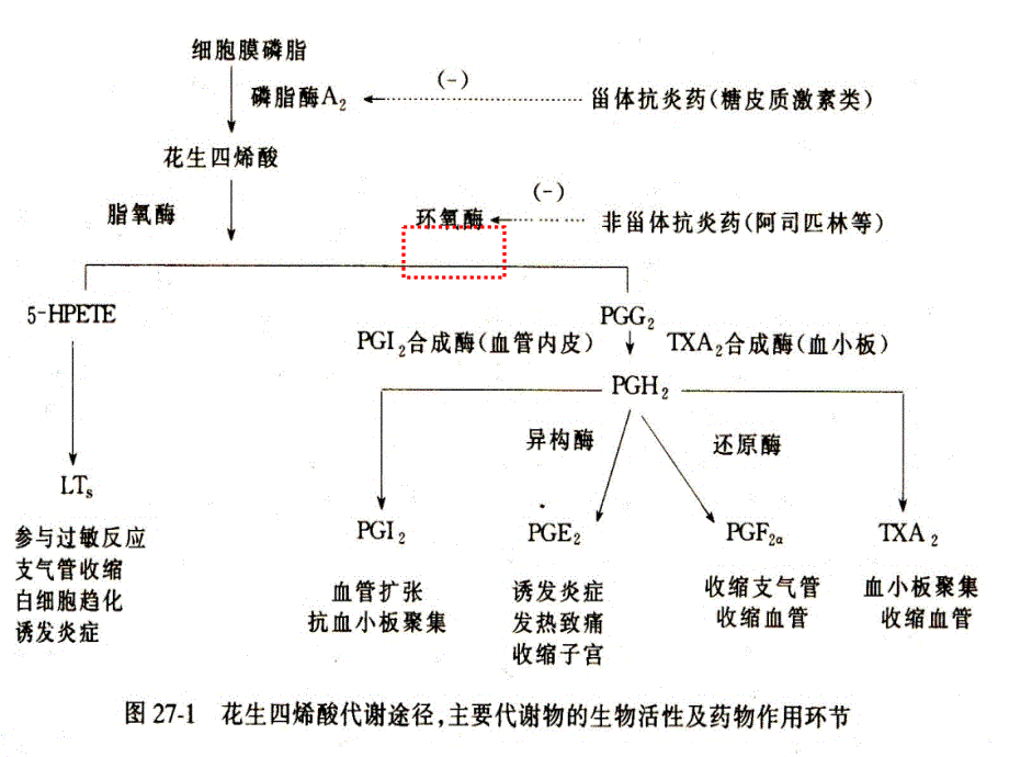 第9章--解热镇痛抗炎药课件_第4页