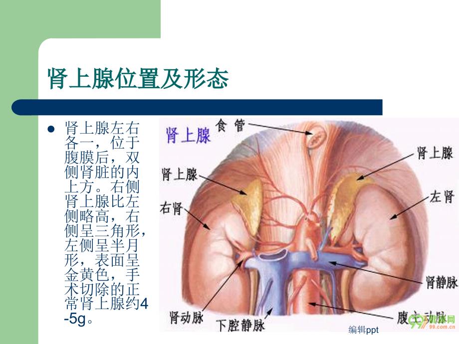 肾上腺疾病的护理_第2页