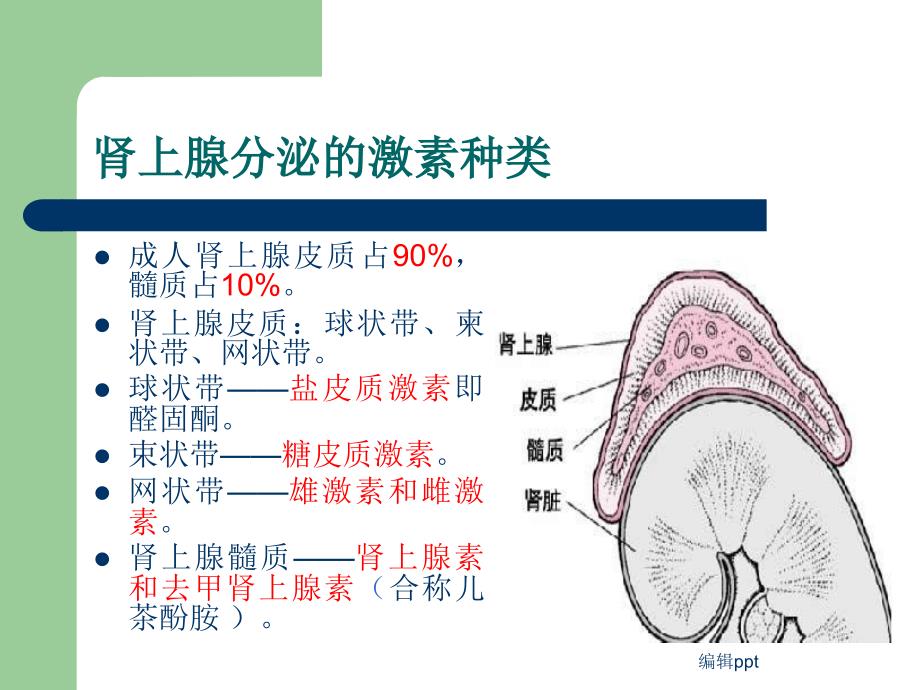 肾上腺疾病的护理_第4页