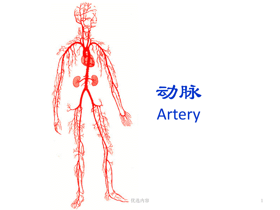人体解剖学动脉参考材料_第1页