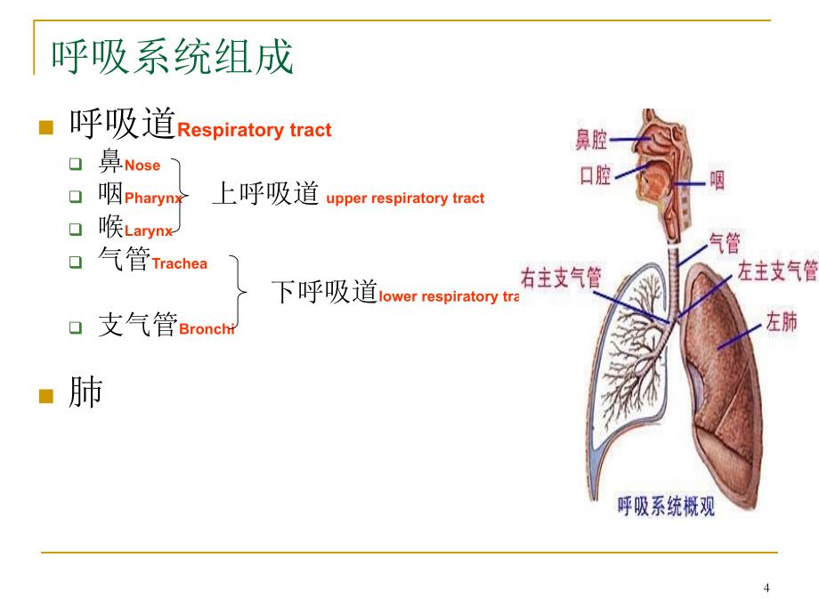 第二篇呼吸系统常见疾病_第4页