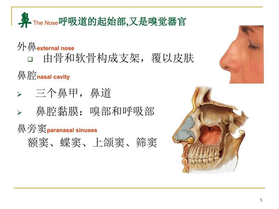 第二篇呼吸系统常见疾病_第5页