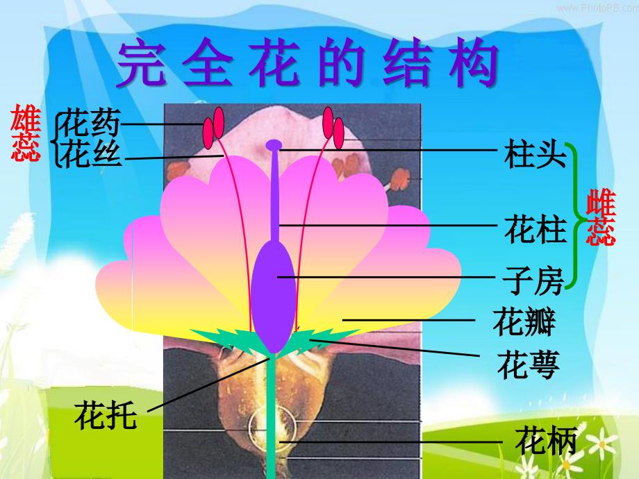 第一章生物的生殖和发育_第3页