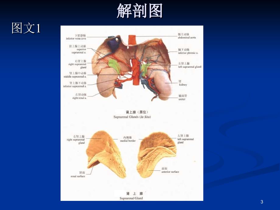 肾上腺的解剖_第3页