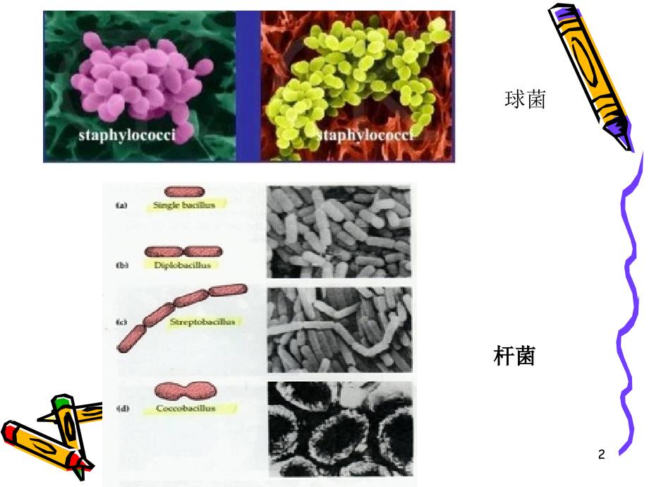 细菌的革兰氏染色和形态观察PowerPoint演示文稿_第2页