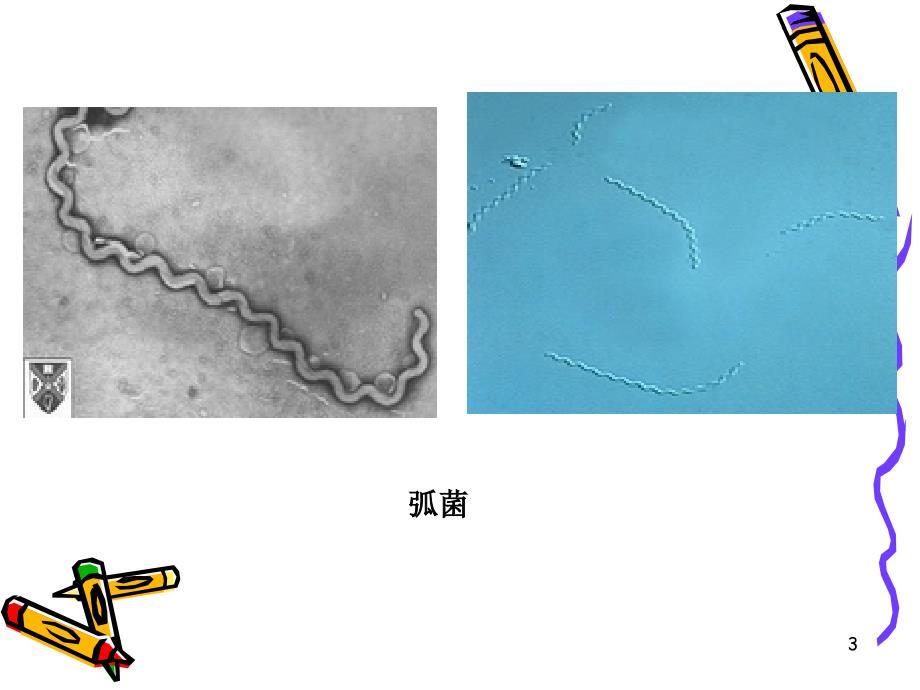 细菌的革兰氏染色和形态观察PowerPoint演示文稿_第3页