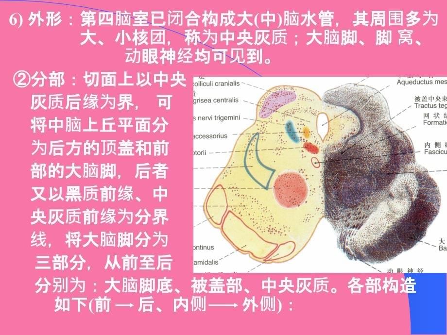 脑干内部结构脑桥中脑ppt课件_第5页