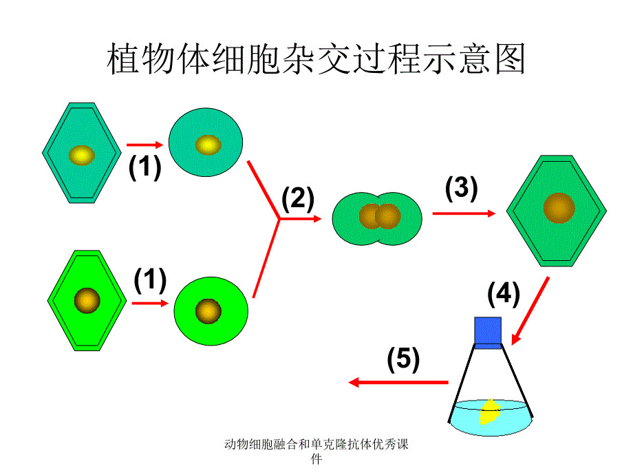 动物细胞融合和单克隆抗体课件_第3页