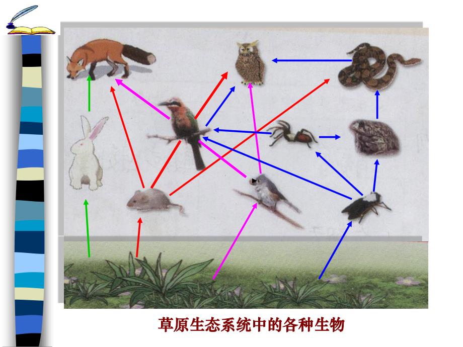 514食物链和食物网_第3页