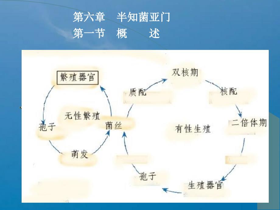 第六章半知菌亚门ppt课件_第1页