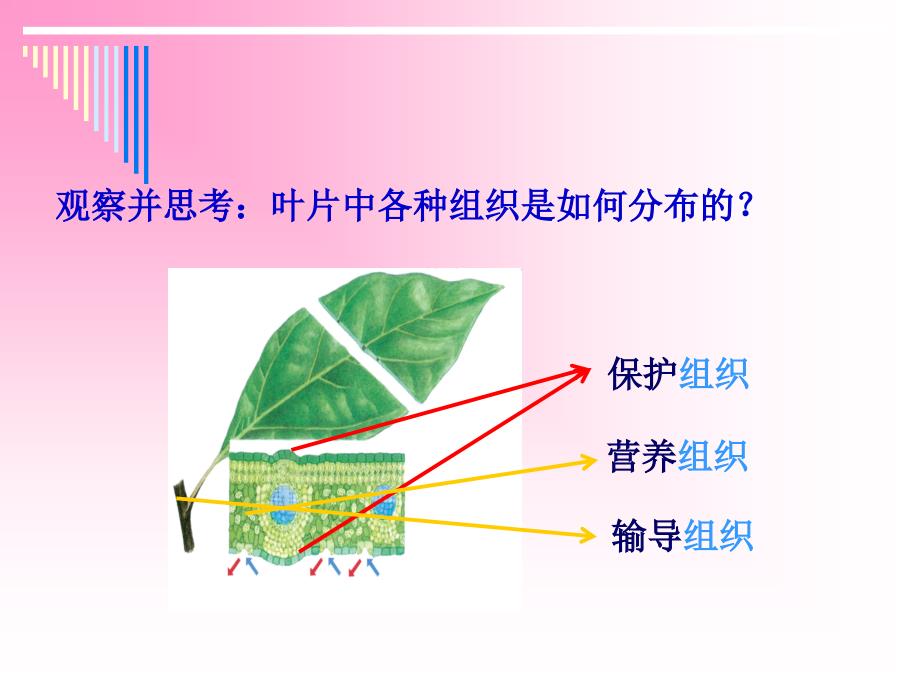 七年级科学上册第二章6节_第2页