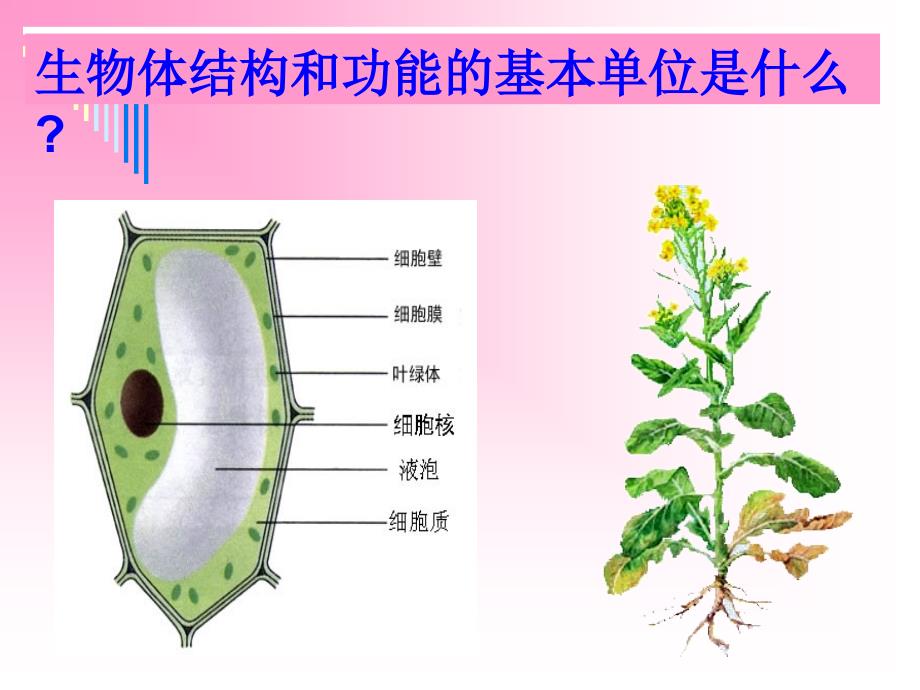 七年级科学上册第二章6节_第4页