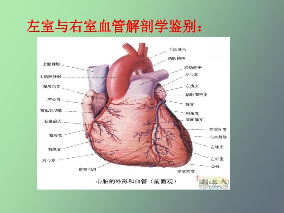 左室心梗与右室心梗_第3页