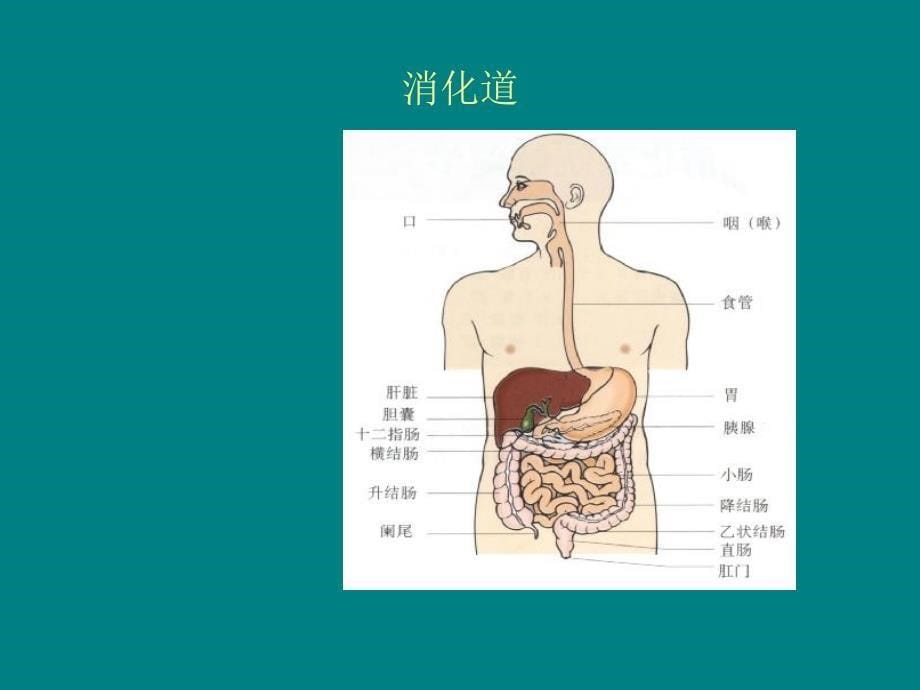 透析病人消化道出血的治疗ppt课件_第5页