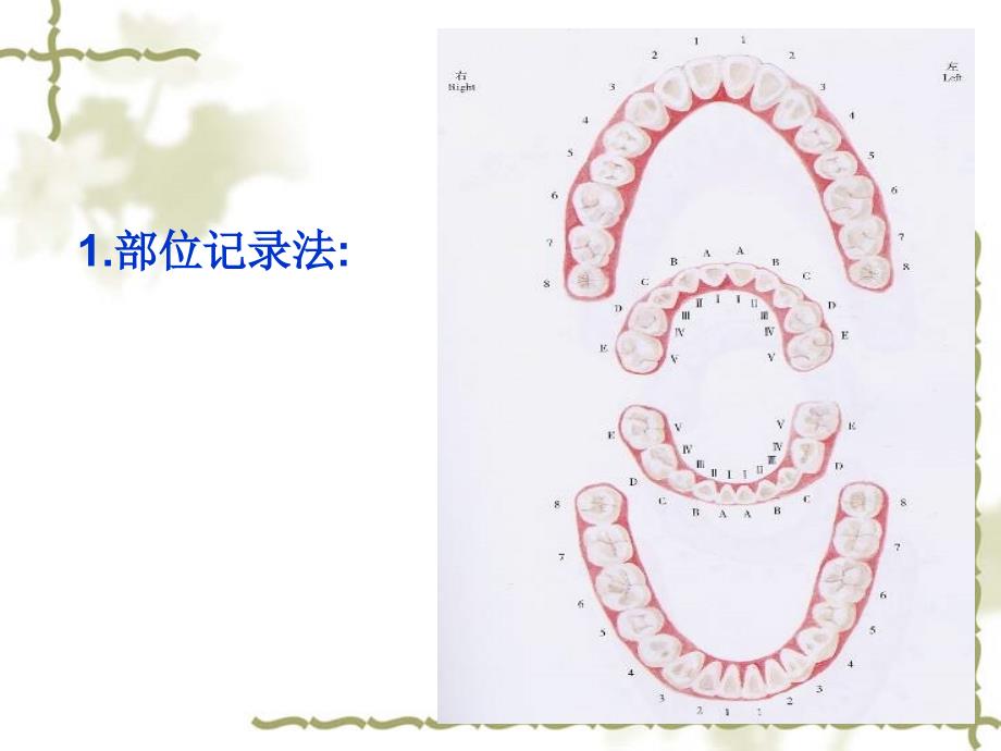 牙的萌出牙体解剖应用名称与解剖标志_第3页